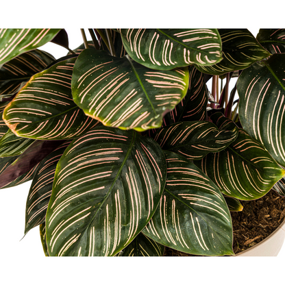 Calathea "Ornata Sanderiana" 70 cm