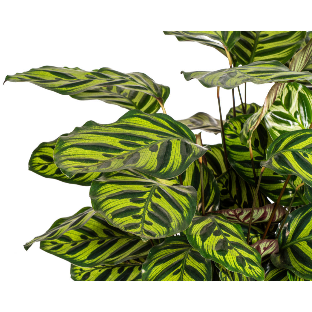 Calathea "Makoyana" 70 cm