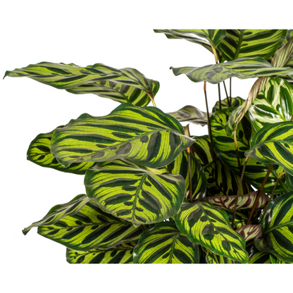 Calathea "Makoyana" 70 cm