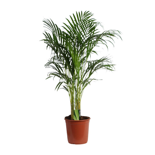 Dypsis Lutescens 120cm - Ø24cm (Areca)