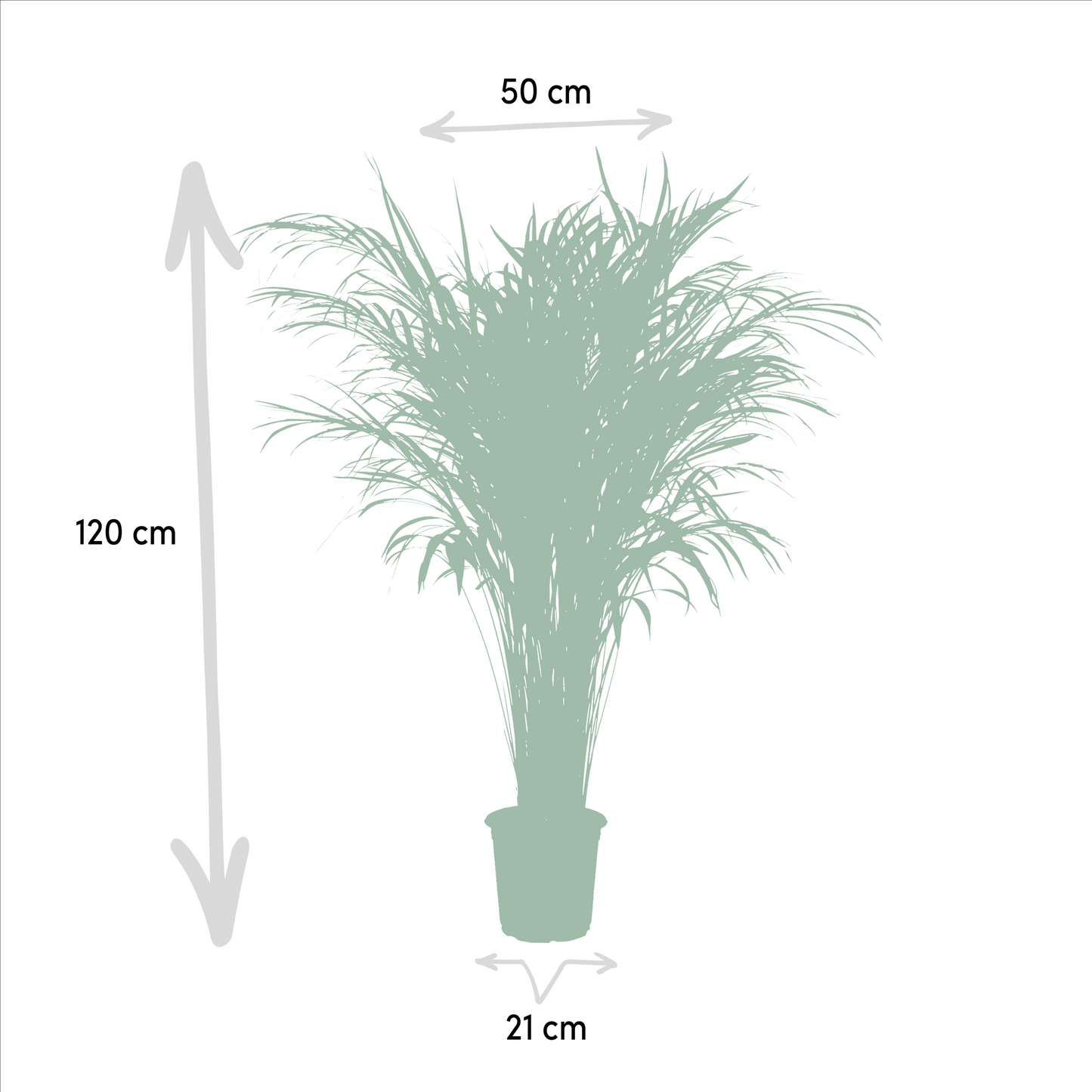 Areca-Palme 100 cm