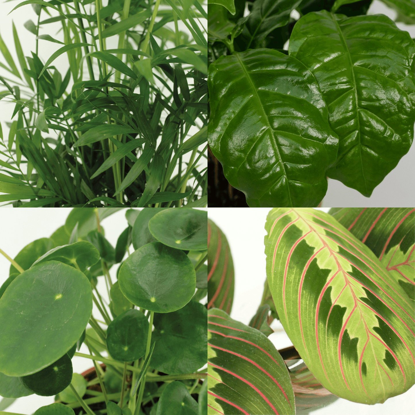 Tierfreundliches Bundle - Chamaedorea Elegans, Pilea Peperomioides, Maranta Fascinator, Coffea Arabica