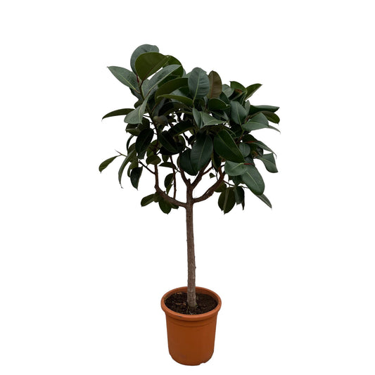 Ficus elastica "Robusta" 190 cm
