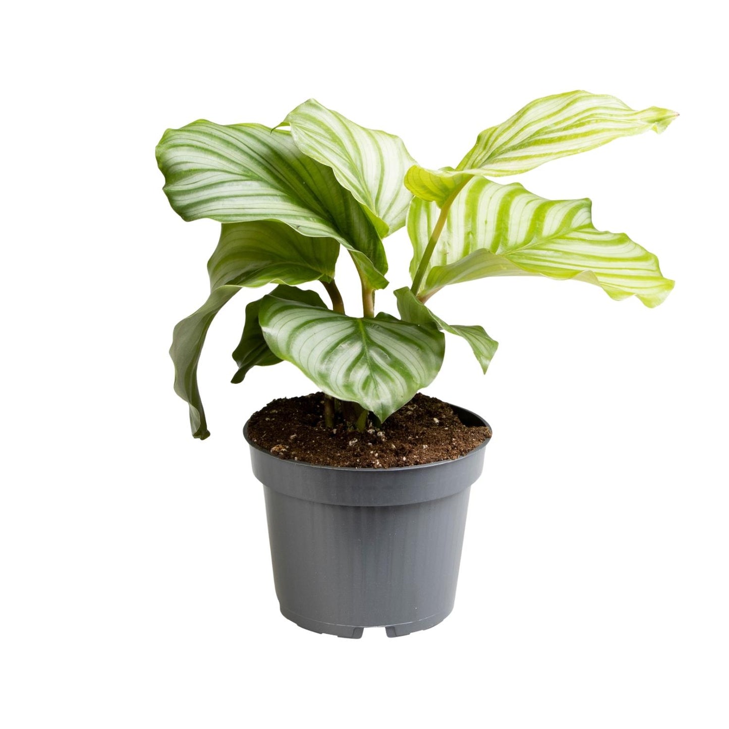 Korbmarante – Calathea