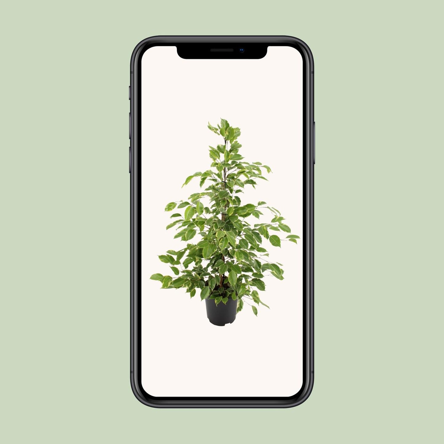 Ficus benjamina "Golden King" 95 cm