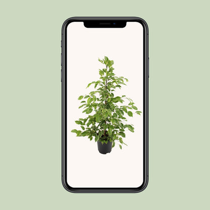 Ficus benjamina "Golden King" 95 cm