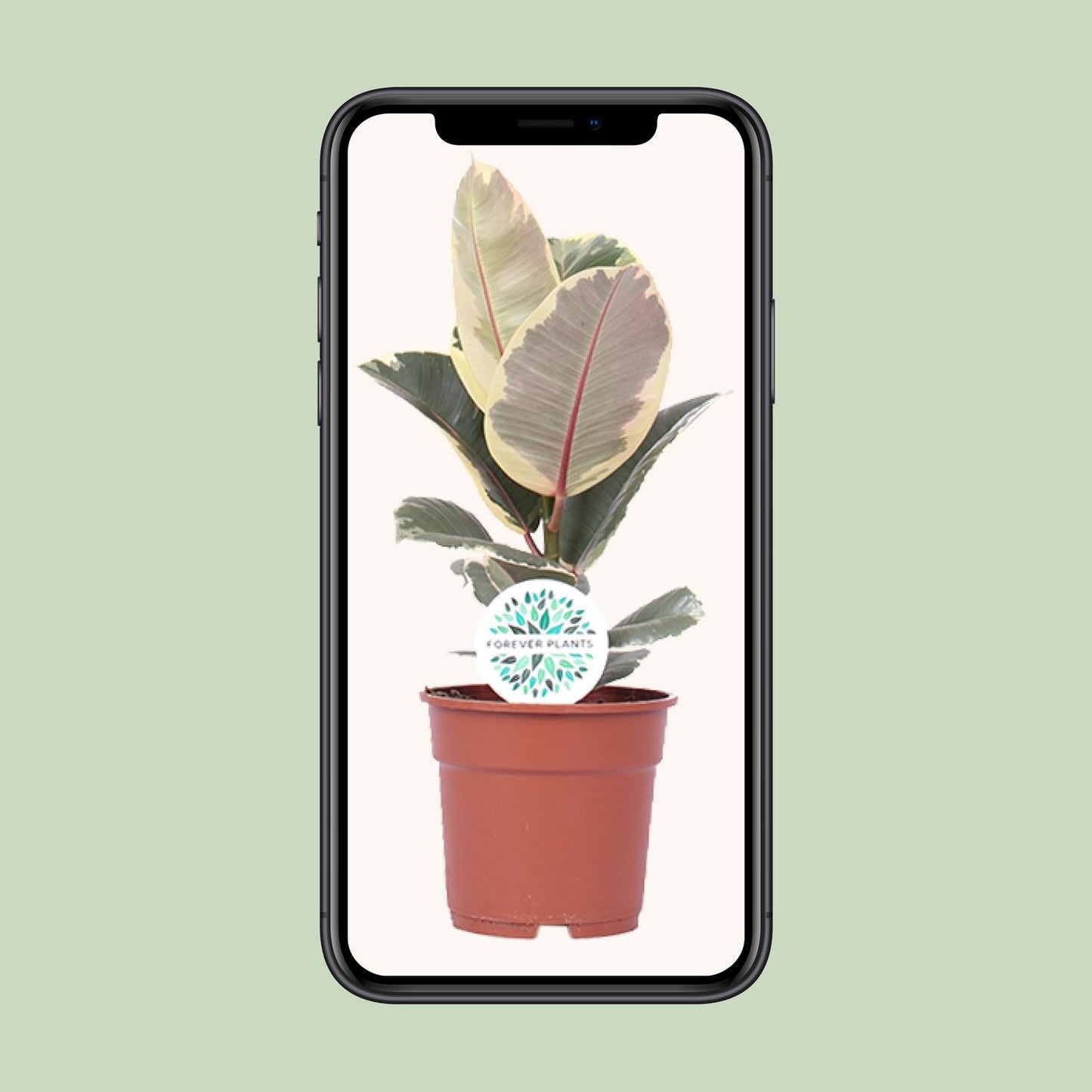 Ficus elastica "Tineke" 50 cm