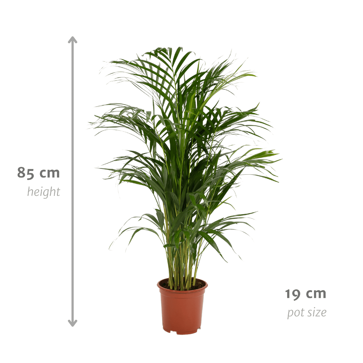 Areca-Palme 70 cm