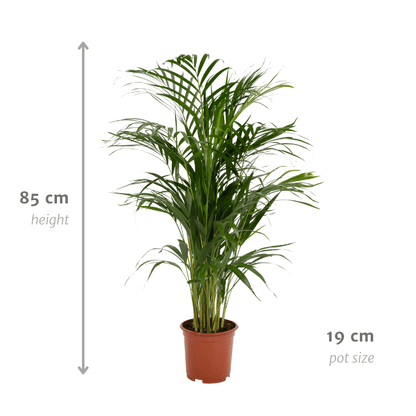 Areca-Palme 70 cm