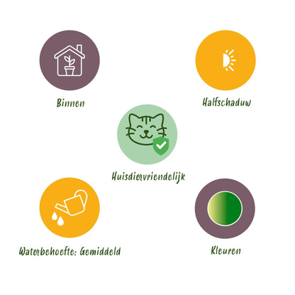 4x Maranta Fascinator "Lemon Lime" - 30 cm