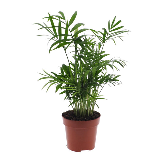 Chamaedorea Elegans (Mexikanische Bergpalme) - 55cm - Ø17cm