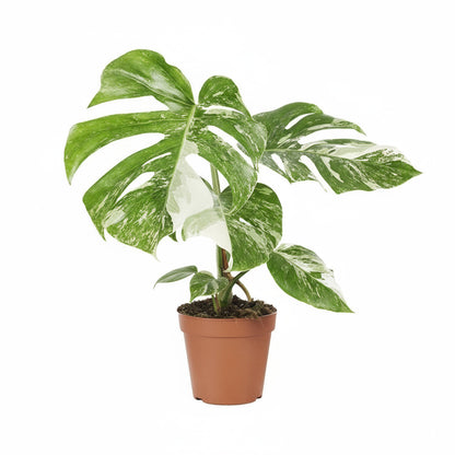 Monstera Deliciosa "Variegata" 45 cm
