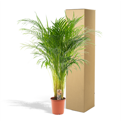 Areca-Palme 100 cm