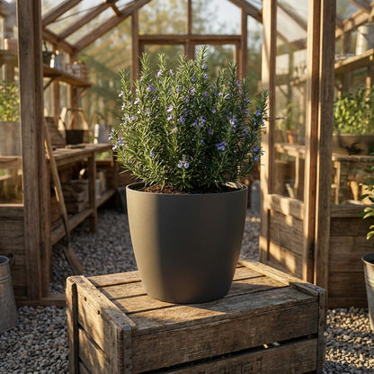 Mini-Topf "Brüssel" D7 x H6