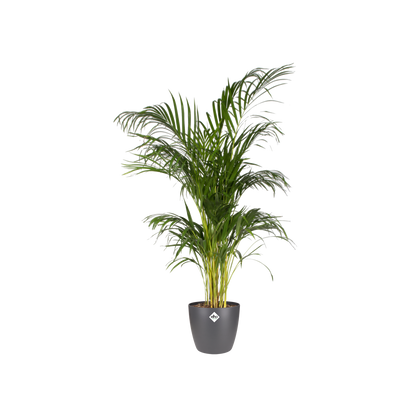 Topf "Brussels" D20 x H19