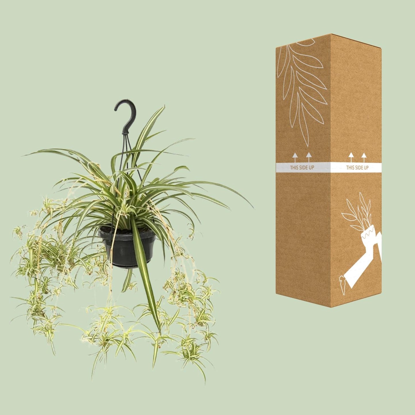 Grünlilie "Variegatum" 55 cm