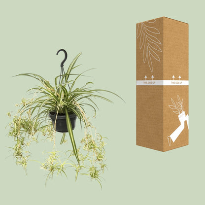 Grünlilie "Variegatum" 55 cm