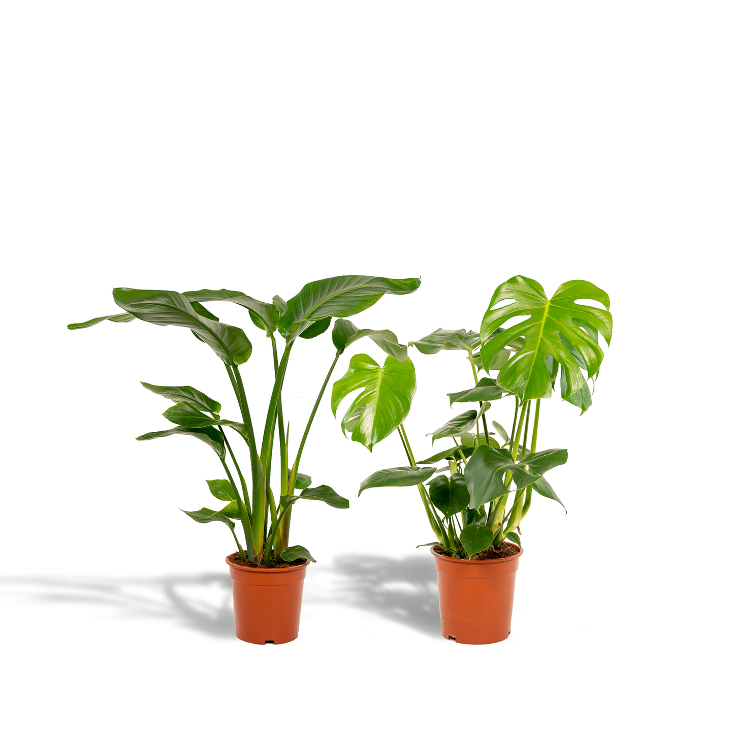 Bundle "Duo" Strelitzia Nicolai/Monstera Deliciosa - 80 cm
