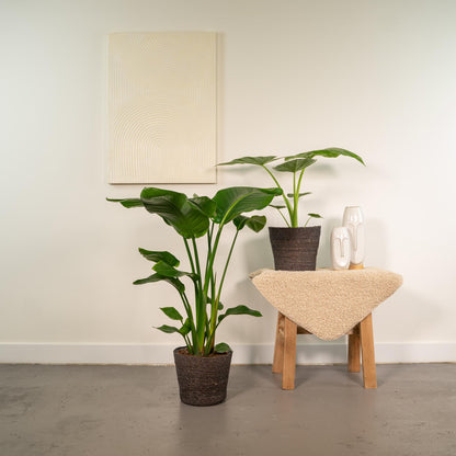 Bundle - Strelitzia Nicolai, Alocasia Macrorrhiza 80 cm