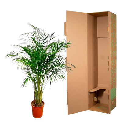 Areca-Palme 180 cm