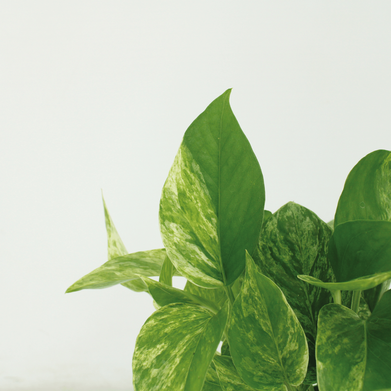 4x Efeutute "Marble Queen" - 15 cm