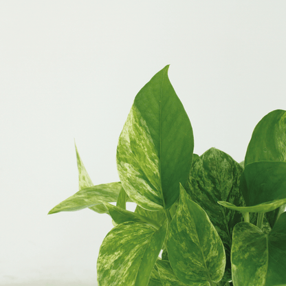 4x Efeutute "Marble Queen" - 15 cm