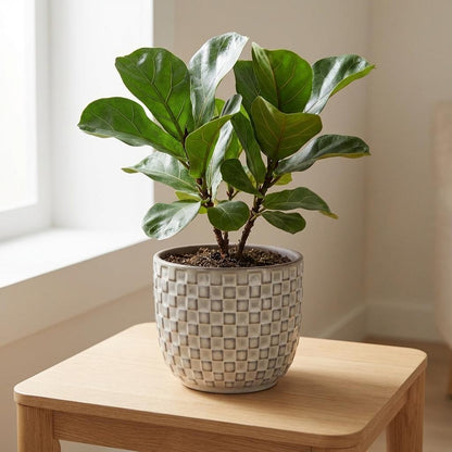 Mini-Topf "creme" D7 x H6