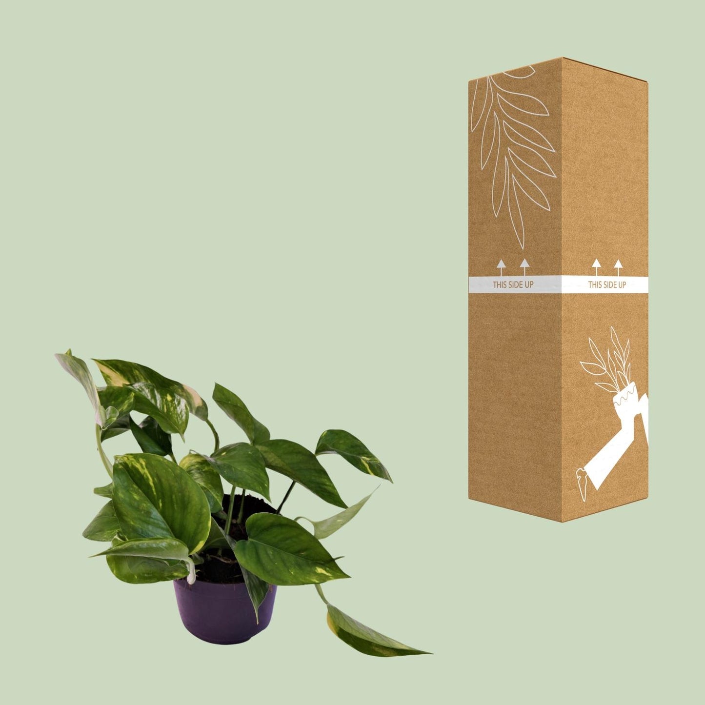 Efeutute "Aureum" - 25 cm