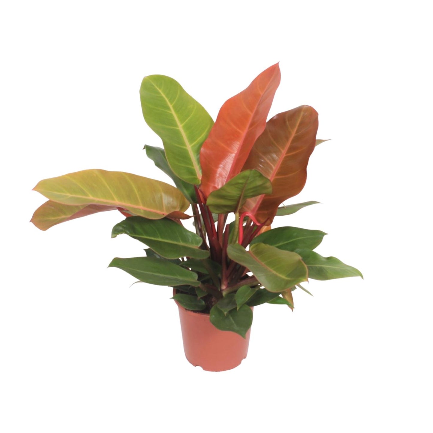 Philodendron "Prince of Orange" 45 cm