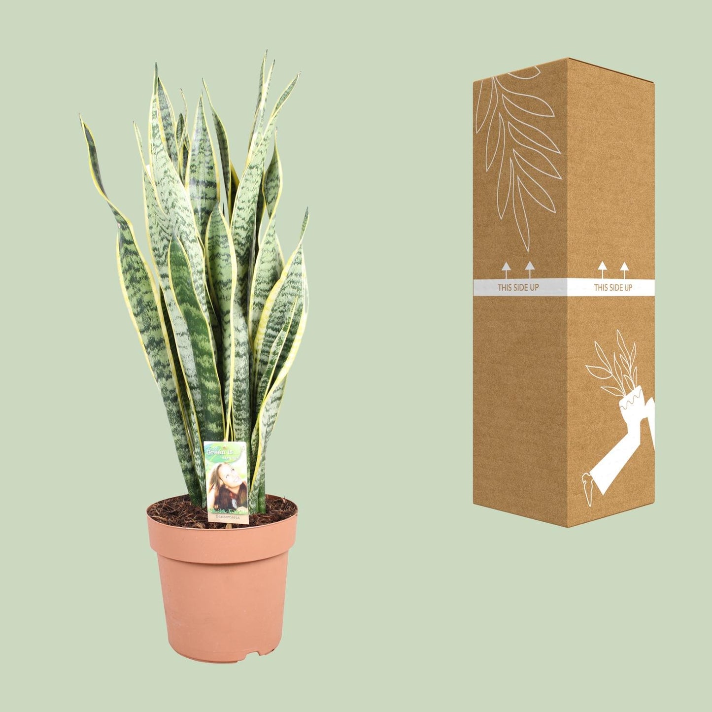 Sansevieria Trifasciata Laurentii - Ø24cm - ↕90cm