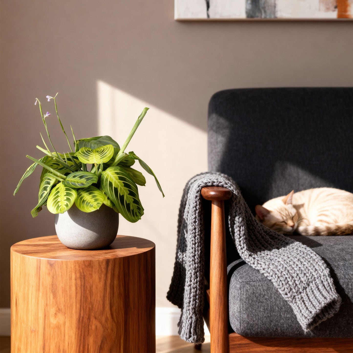 4x Maranta Fascinator "Lemon Lime" - 30 cm