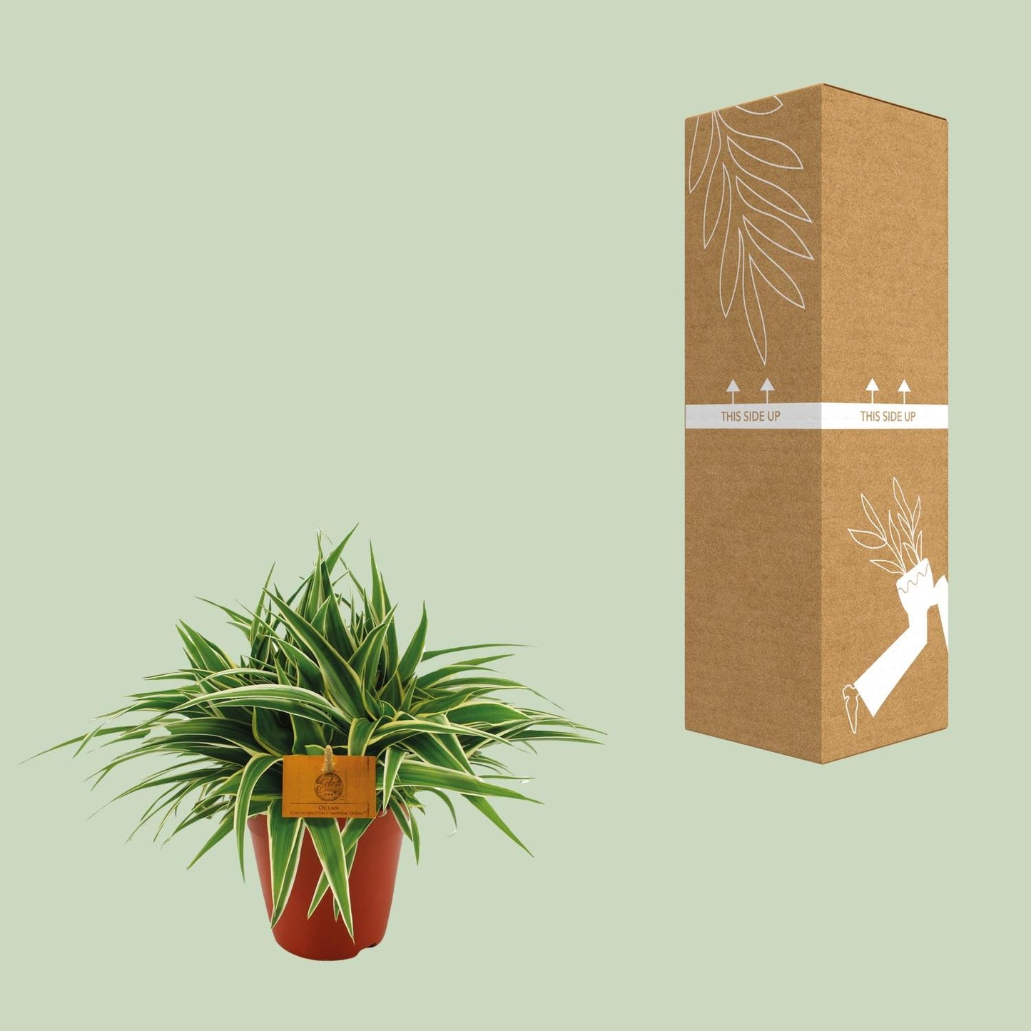 Grünlilie "Ocean" 25 cm