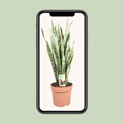 Sansevieria Trifasciata Laurentii - Ø24cm - ↕90cm