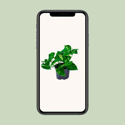 Efeutute "Aureum" - 20 cm