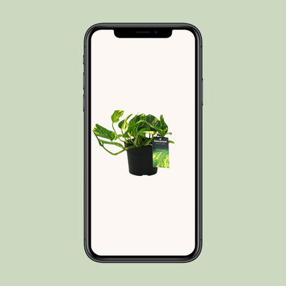 Efeutute "N’Joy Gold" - 25 cm