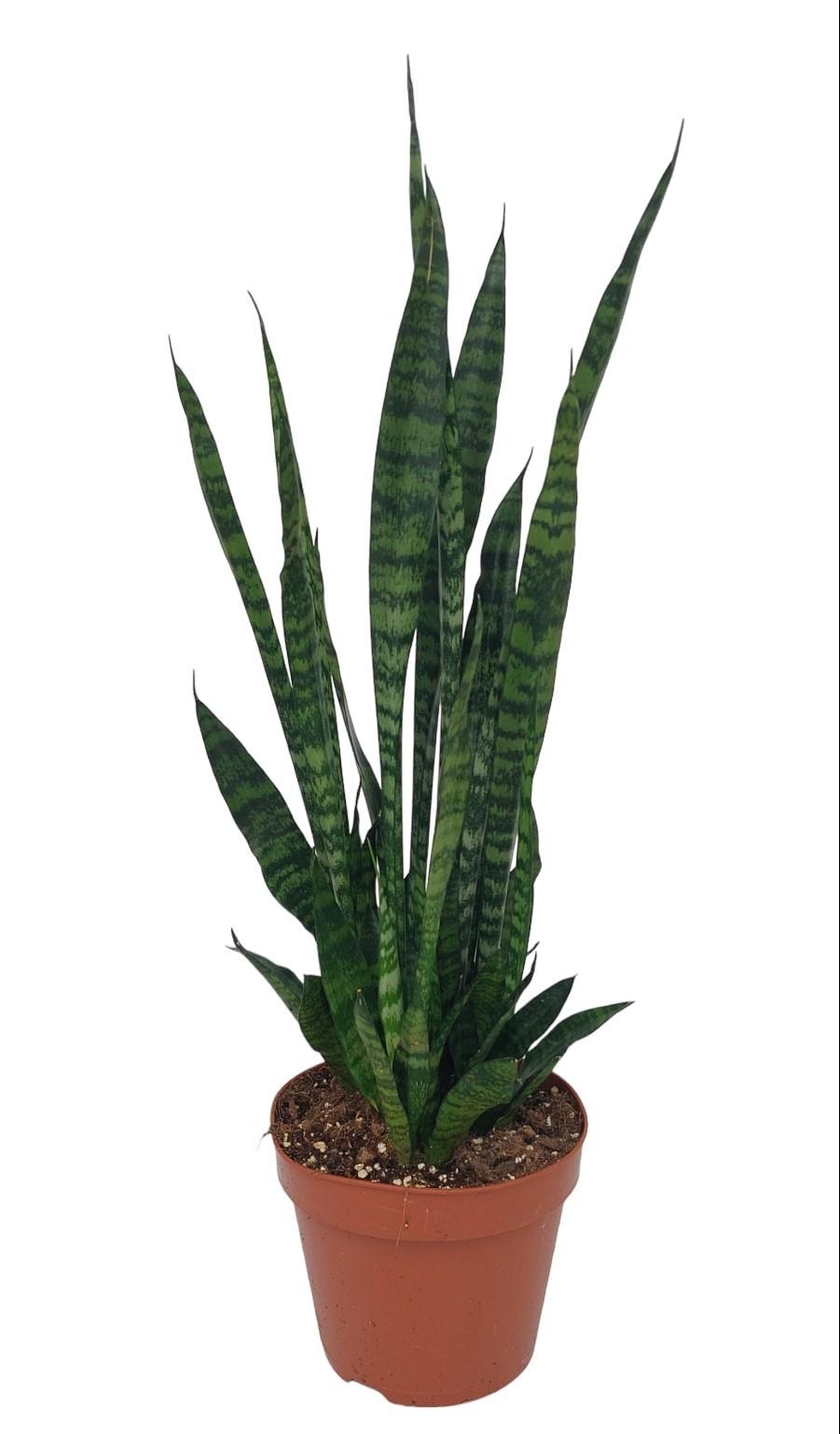 Sansevieria Zeylanica - 75cm - Ø17cm