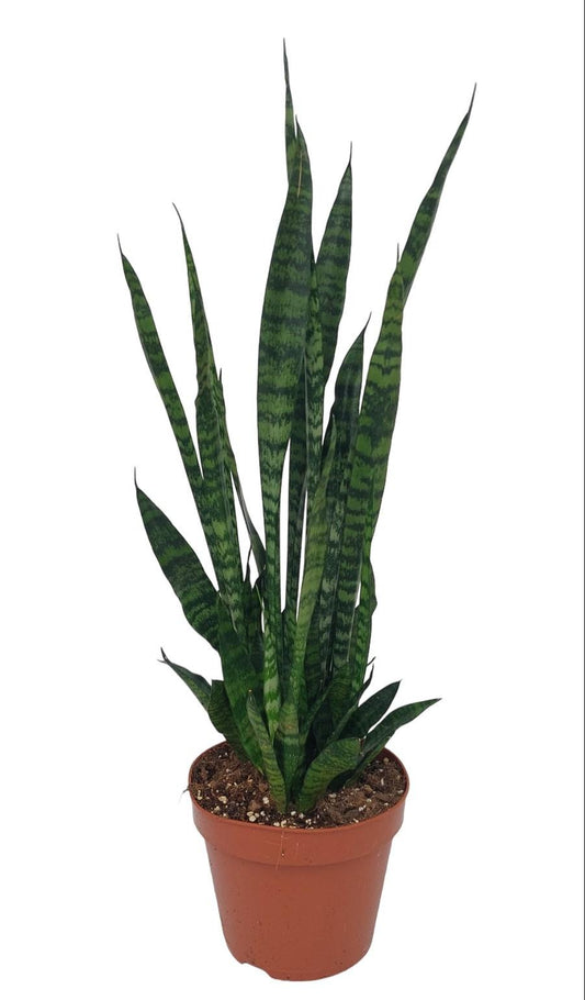 Sansevieria Zeylanica - 75cm - Ø17cm