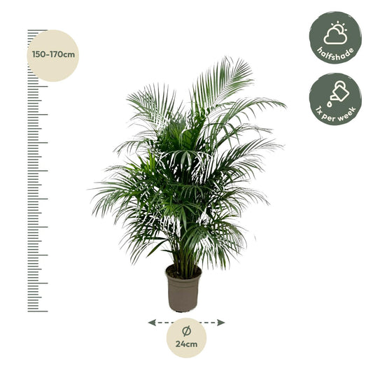 Dypsis Lutescens 150 cm - ø24 (Areca palm)