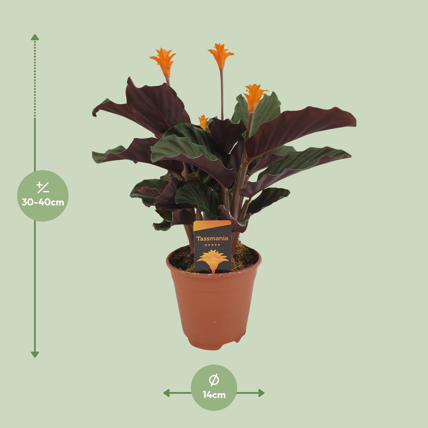 Calathea "Crocata" 45 cm
