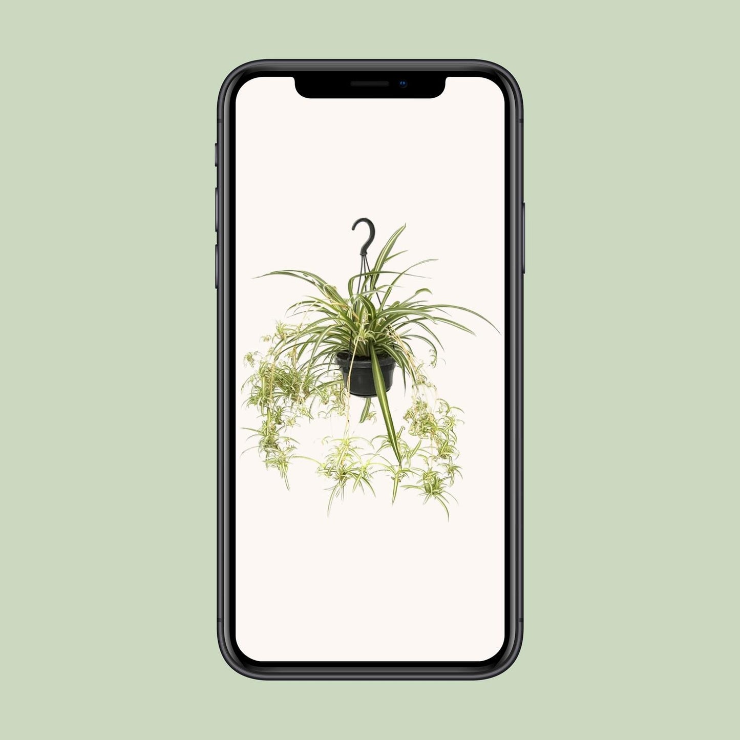 Grünlilie "Variegatum" 55 cm