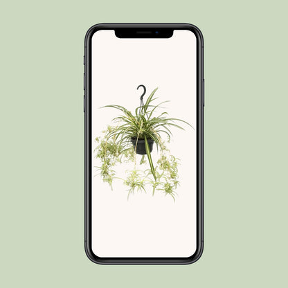 Grünlilie "Variegatum" 55 cm