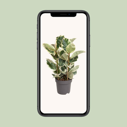 Ficus elastica "Tineke" 100 cm