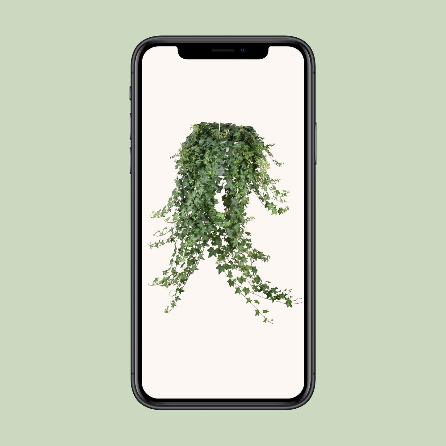 Gemeiner Efeu "Pitsburg" 70 cm