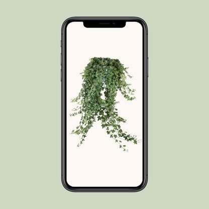 Gemeiner Efeu "Pitsburg" 70 cm