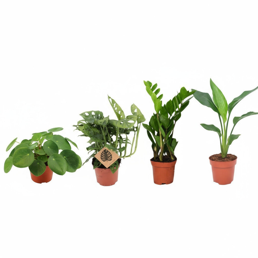 Bundle "Musthave" - 30 cm