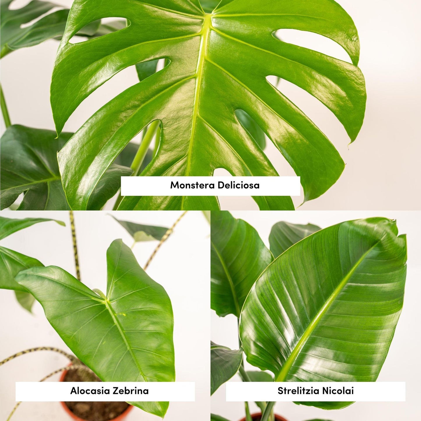 Bundle - Monstera Deliciosa, ,Alocasia Zebrina, Strelitzia Nicolai