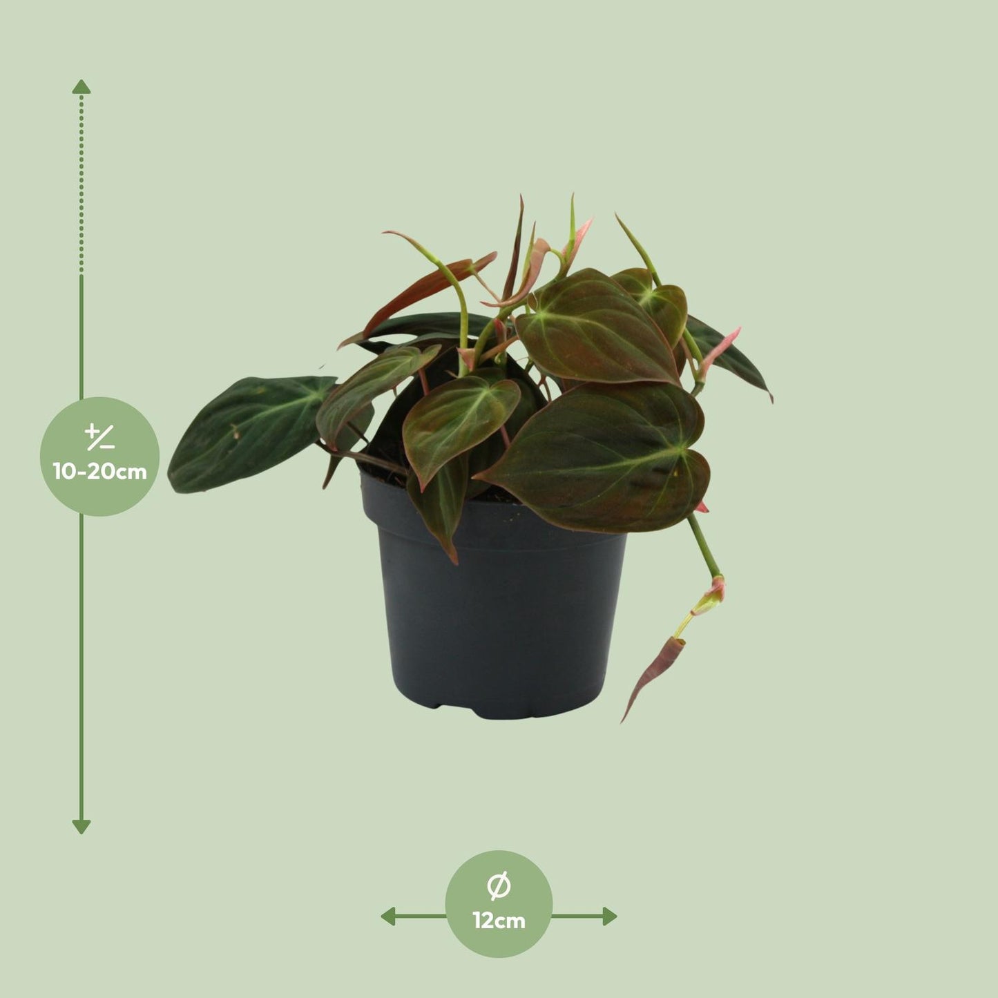 Philodendron "Micans" 15 cm