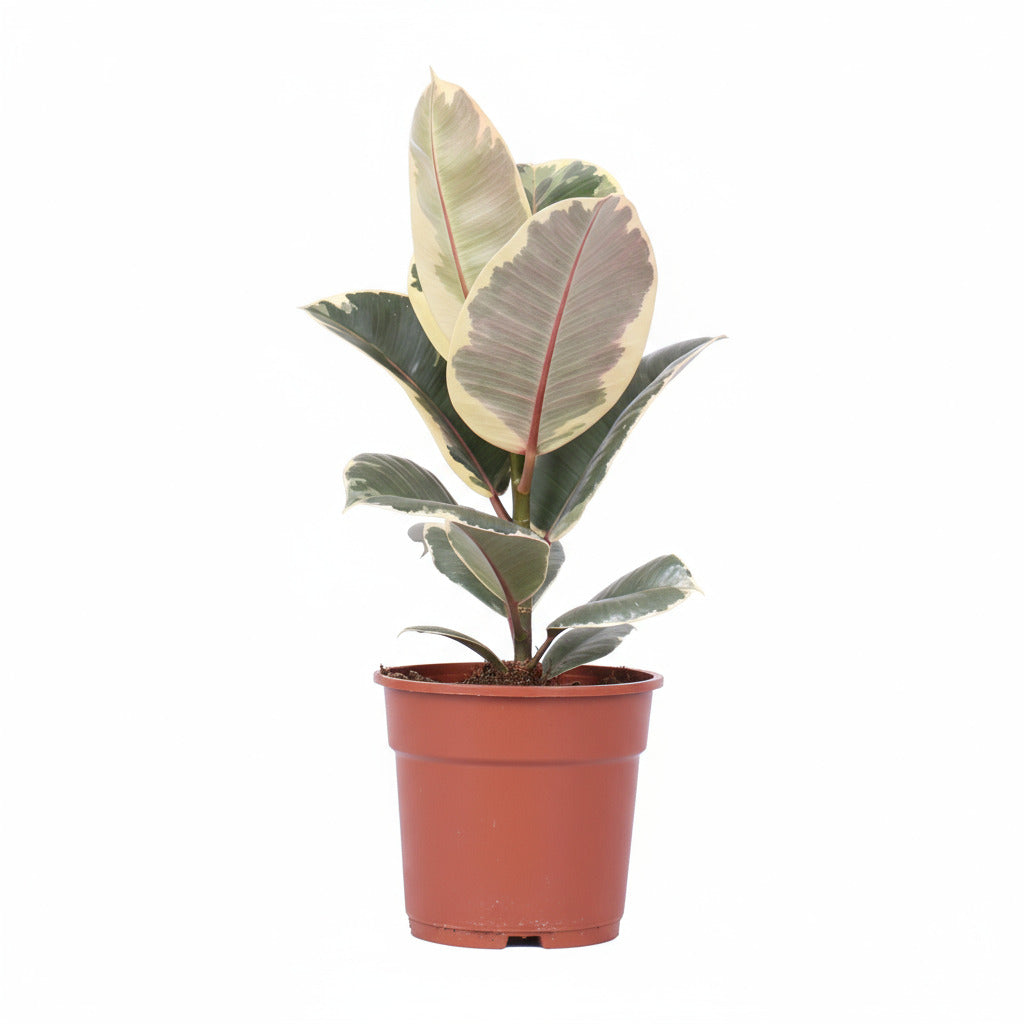 Ficus elastica "Tineke" 50 cm