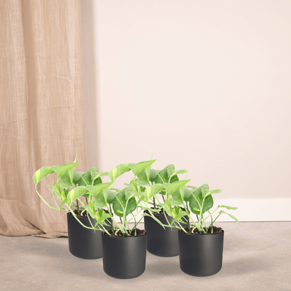 4x Efeutute "Aureum" - 15 cm