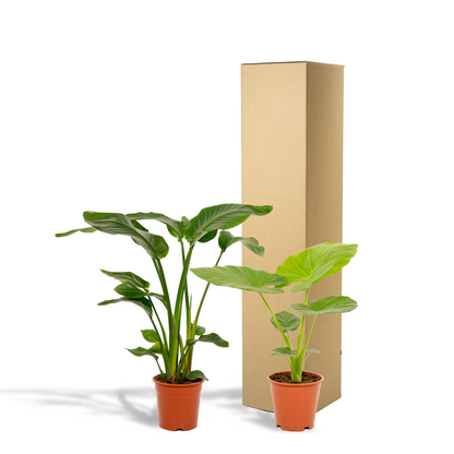 Bundle - Strelitzia Nicolai, Alocasia Macrorrhiza 80 cm